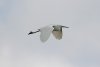 Little Egret at Fleet Head (Steve Arlow) (47552 bytes)